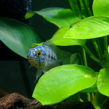Wetplants Cichlid Plant Pack
