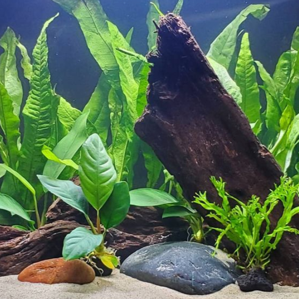 Live Aquarium Plant Bundle, Live Discus Fish Plants