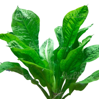 Rossette Sword Plant