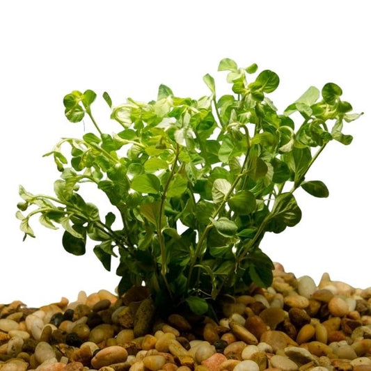 Lloydiella Green Aquatic Plant