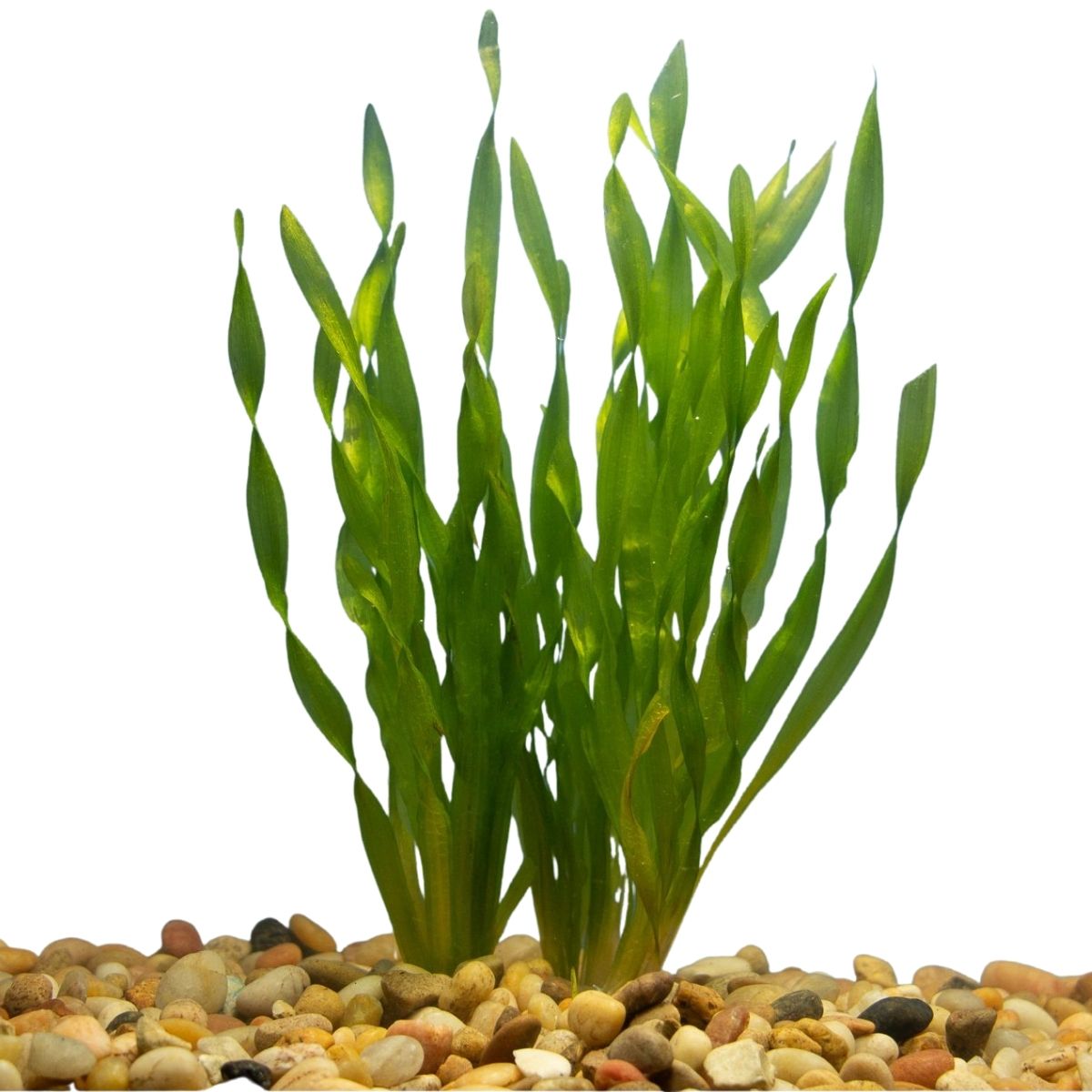 Vallisneria Corkscrew Aquatic Plant