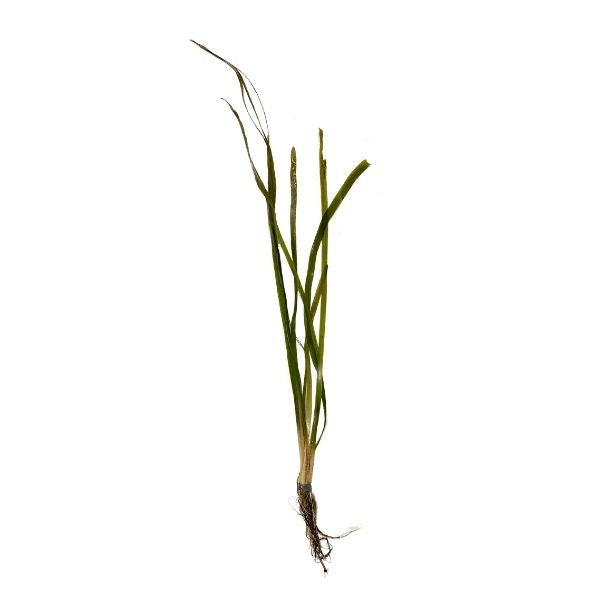 Vallisneria Jungle
