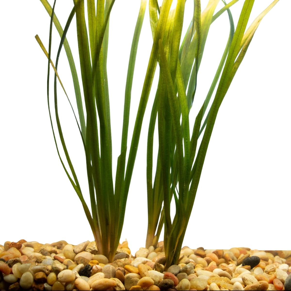 Vallisneria Jungle