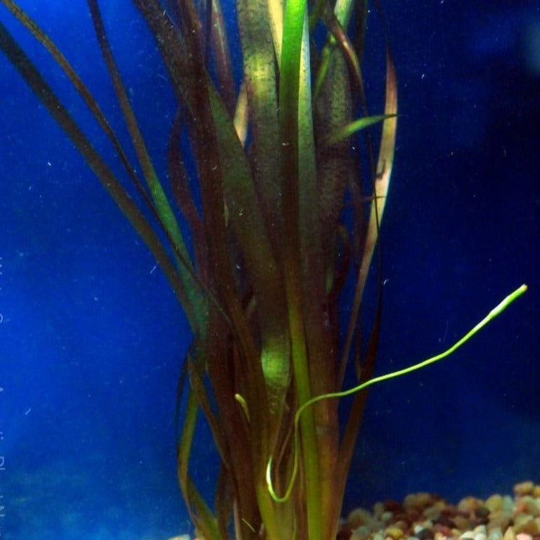 Vallisneria Red Jungle