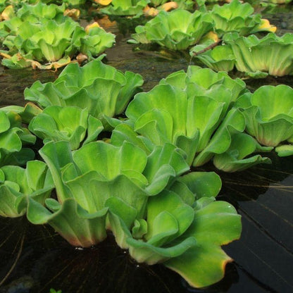 Water Lettuce floating pond plant