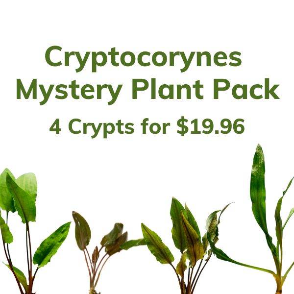 Cryptocoryne aquatic plant value pack. 4 crypts for $19.96.