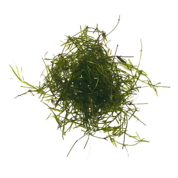 Guppy grass aquatic plant from WetPlants. 