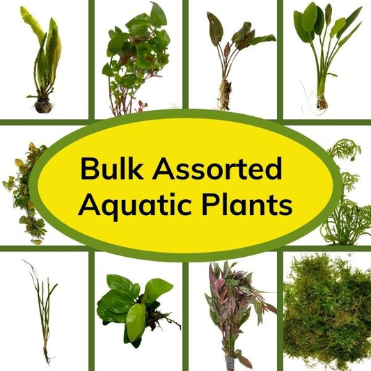 Bulk Aquatic Plants Box