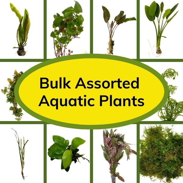 Bulk Aquatic Plants Box
