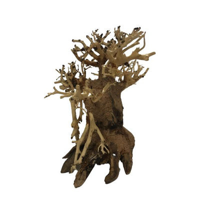 Dragonwood Bonsai Tree Driftwood - 6"