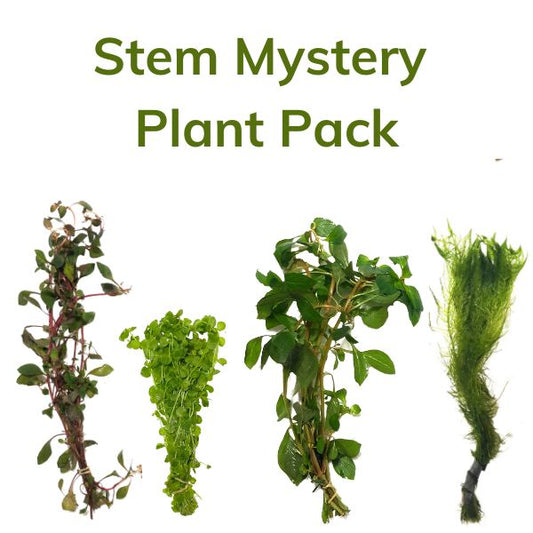 Aquatic Stem Mystery Plant Pack. Four to eight random aquatic bunch plants from Wetplants.com.