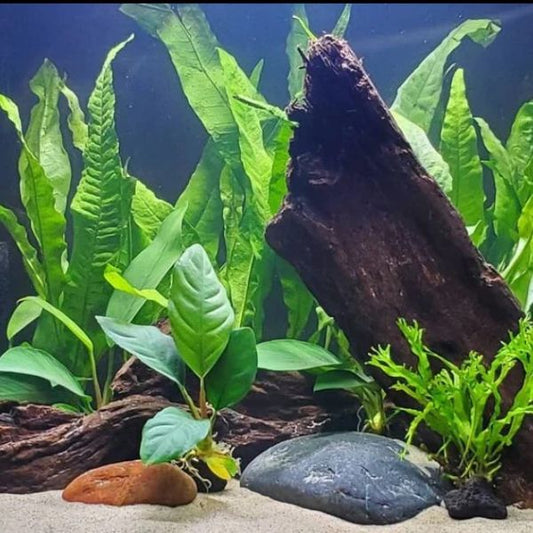 Let us help you build your aquascape with the WetPlants Build Your Tank module.