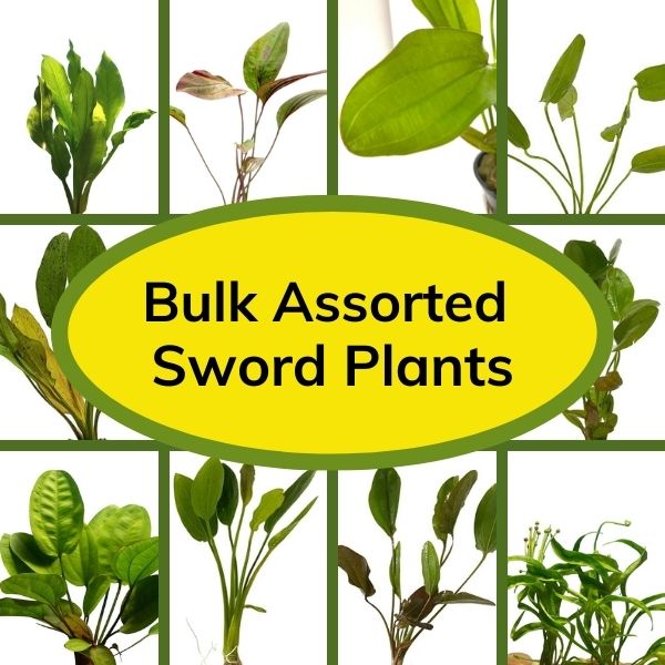 Bulk Aquatic Sword Plants Box