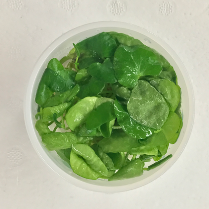 Tissue Culture