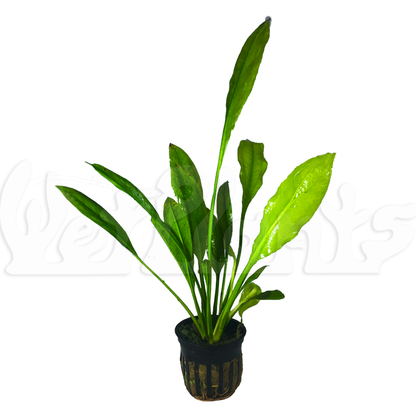 amazon sword plant aquatic plant