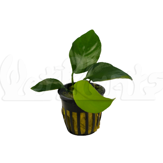 Anubias Barteri Aquatic Plant Potted