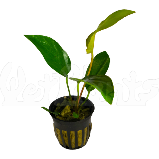 Anubias Hastifolia Aquatic Plant Potted