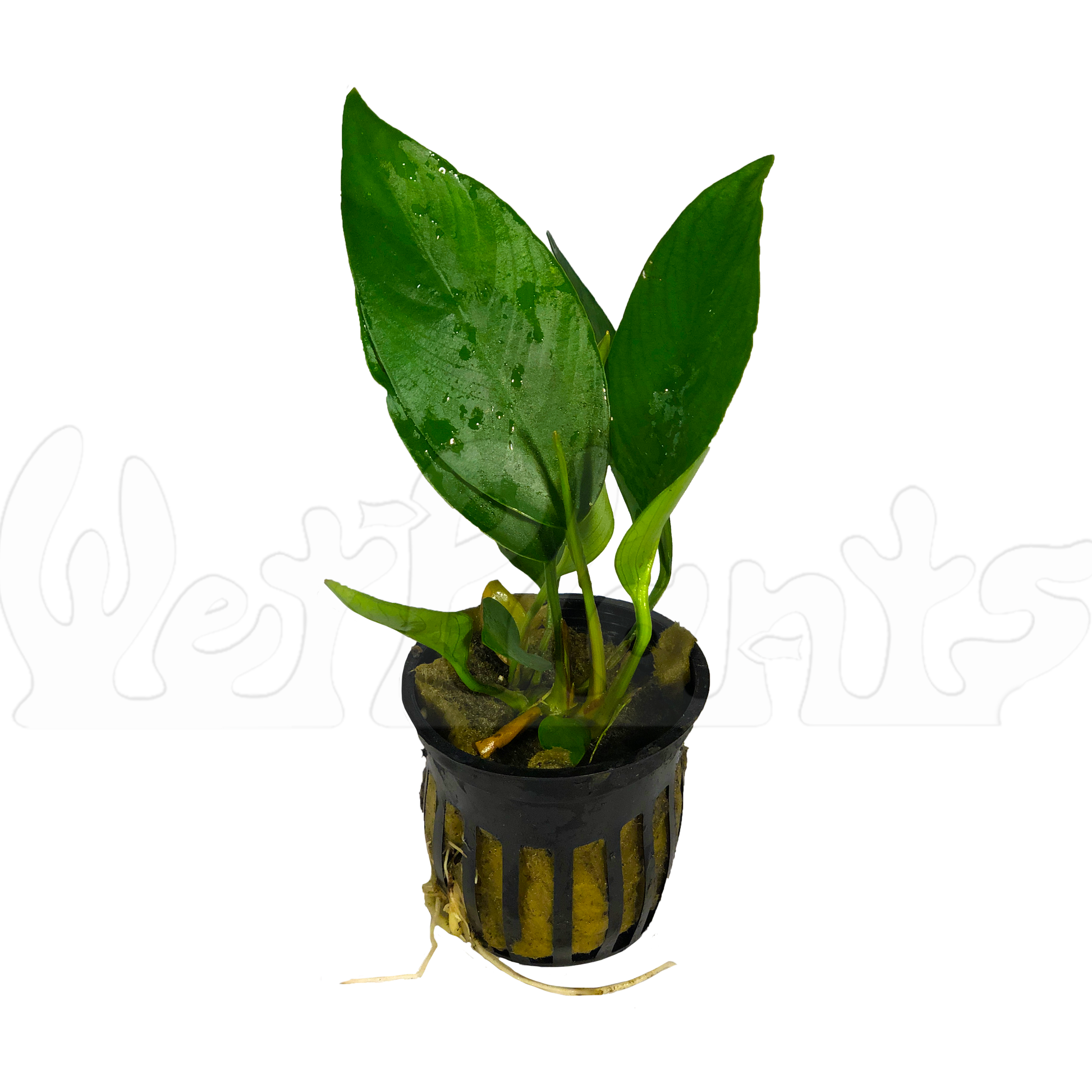 Anubias Nangi Aquatic Plant Potted