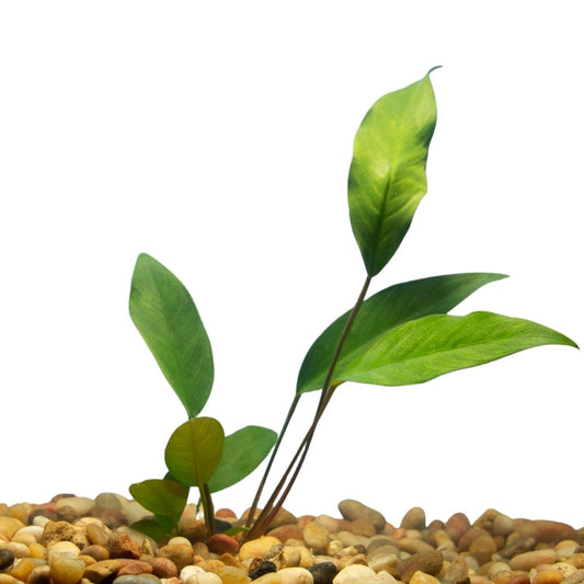 anubias frazeri