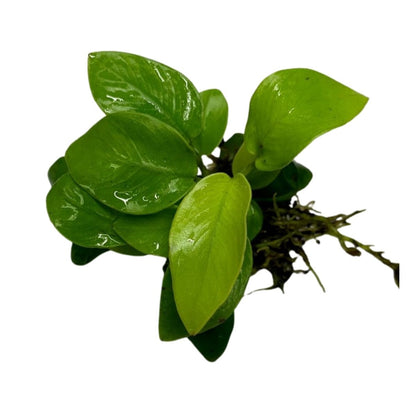 anubias nana golden