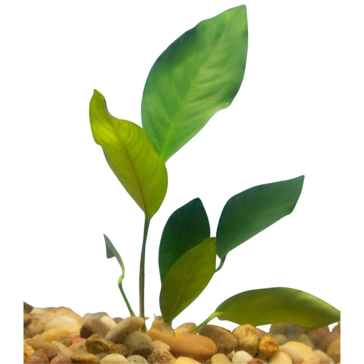 anubias nancon