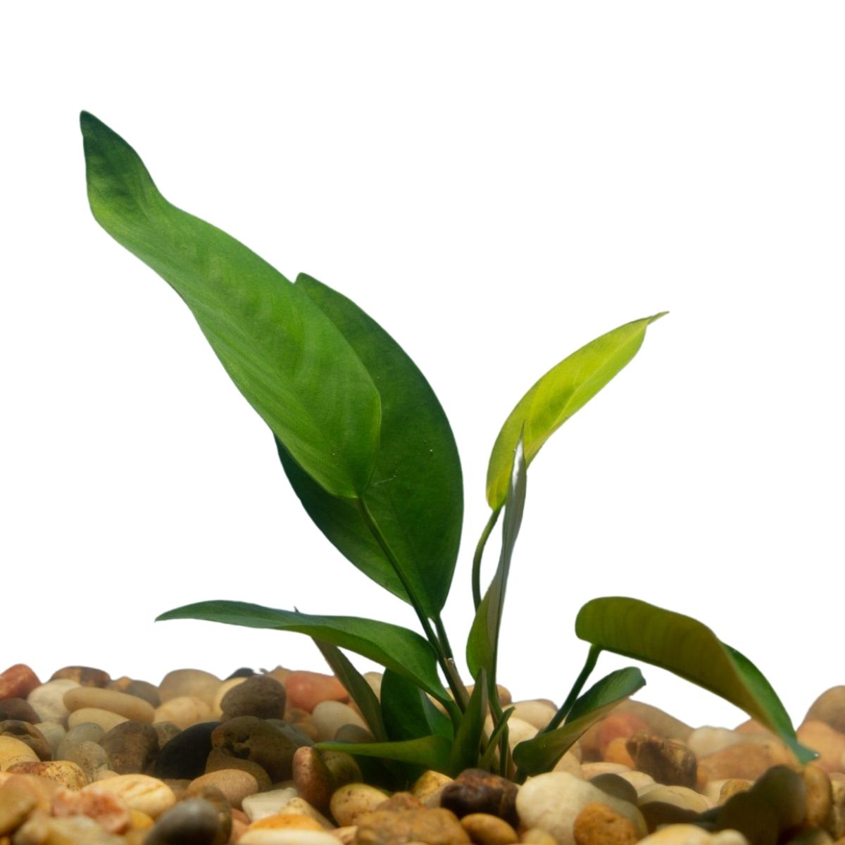 anubias nangi