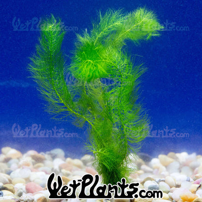 Foxtail Green Bunch Aquatic Plant