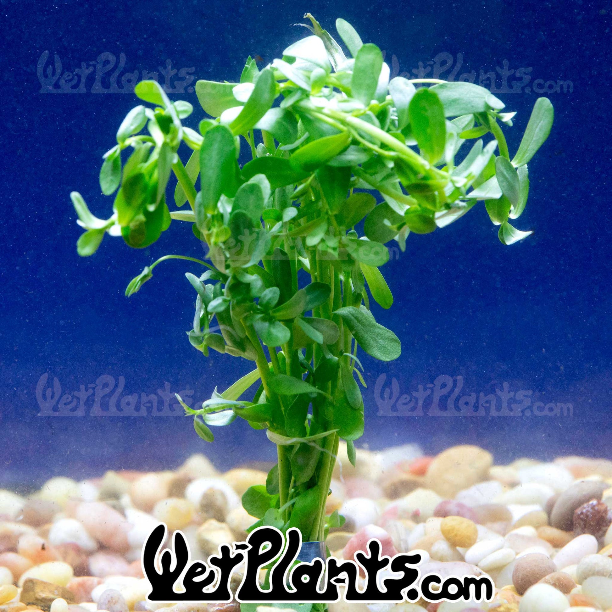 money wart plant Bacopa Monnieri 'Moneywort'