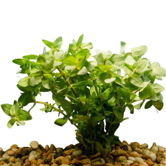 bacopa aquatic plant