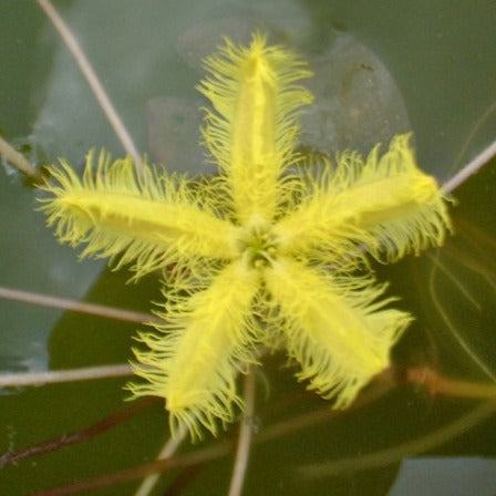 yellow snowflake
