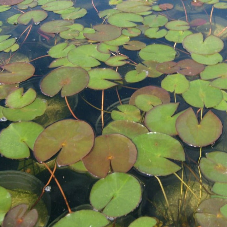 Albatross Hardy Water Lily Leaves