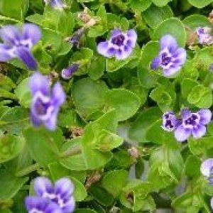 Blue Moneywort - 2" Hardy Marginal Plant