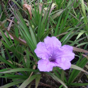 dwarf bluebell - blue