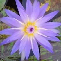 Growers Choice Tropical Water Lily 2 Pack