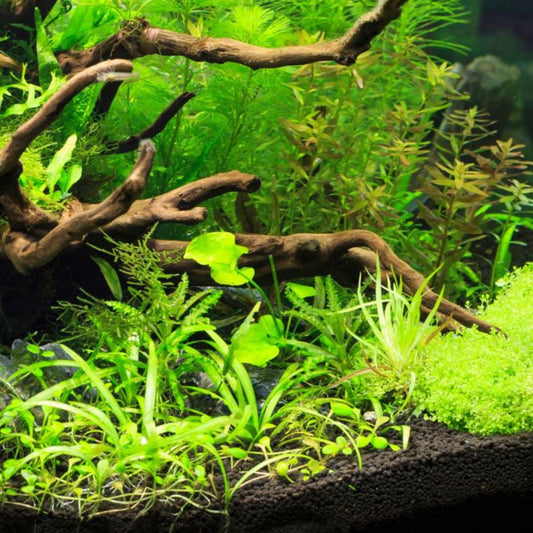 Build Your Tank