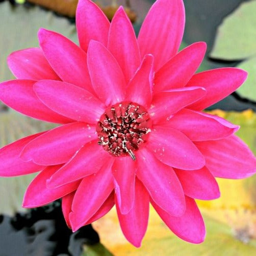 Antares Nightblooming water lily