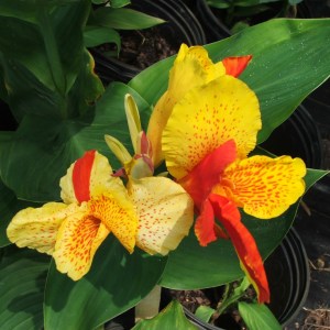 Canna Cleopatra | Tropical Pond Plant | Bog Pond Plant