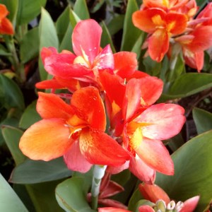 Canna Chiquita Punch | Tropical Pond Plant | Bog Pond Plant