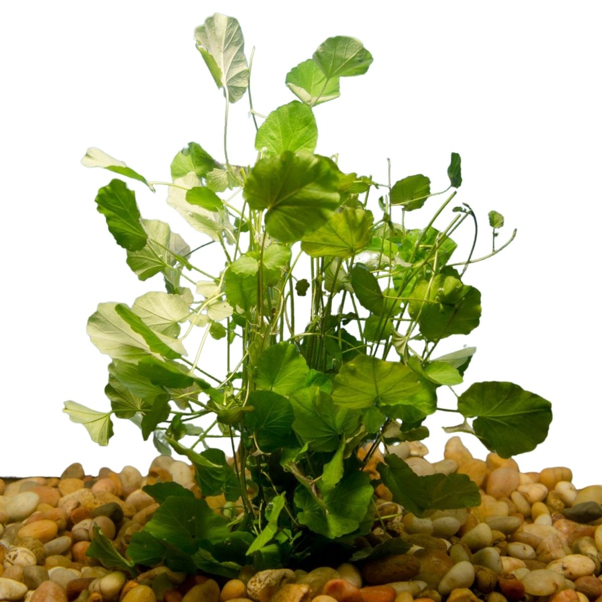Cardamine Sp Cardamine - 3 Bunches – Wetplants