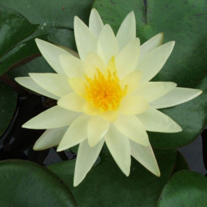 Charlene Strawn Yellow Hardy Water Lily