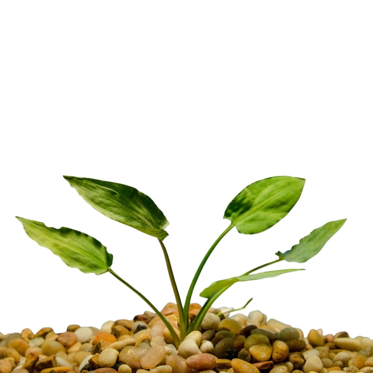 Cryptocorynes Pontederifolia 3 Pack Wetplants