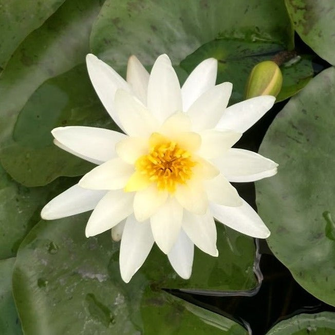 Moondance Hardy Water Lily