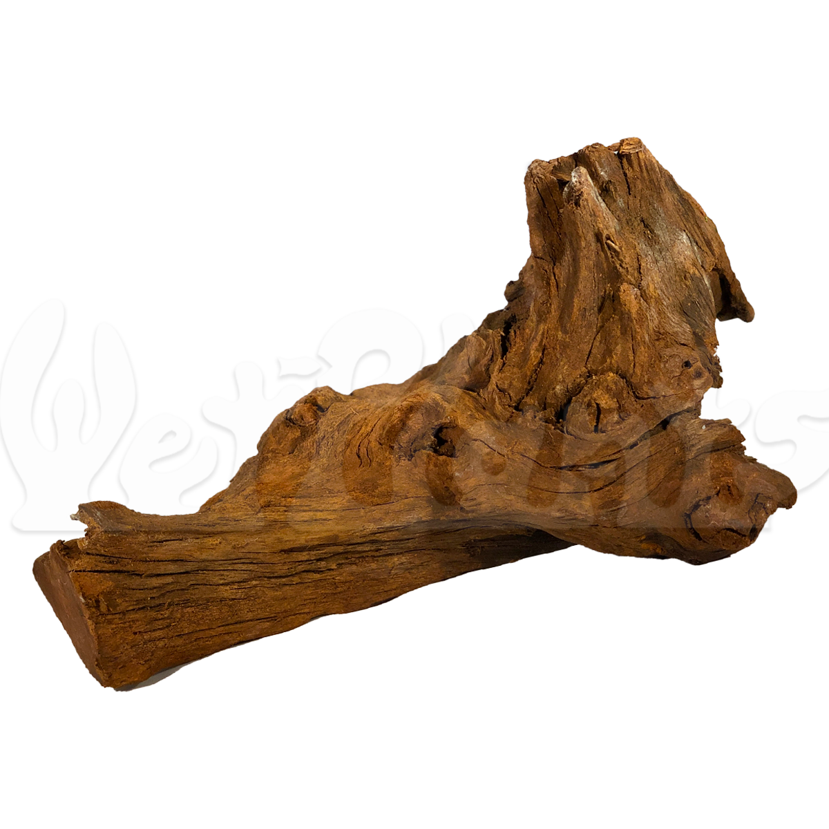 Malaysian Driftwood