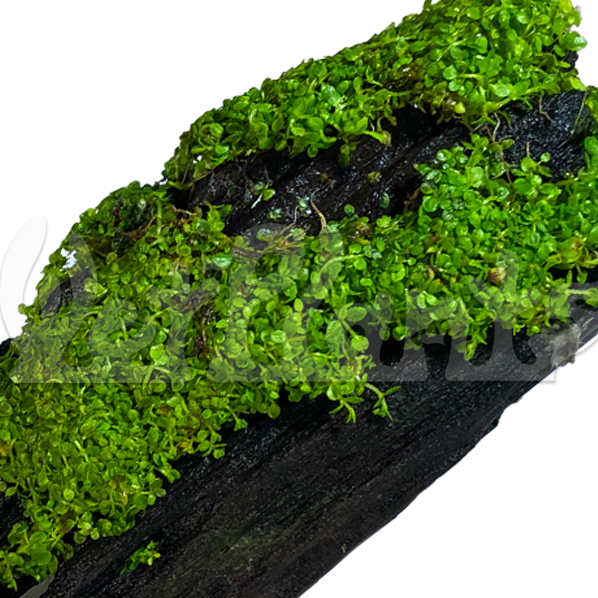 Driftwood Imbedded with Dwarf Baby Teardrop
