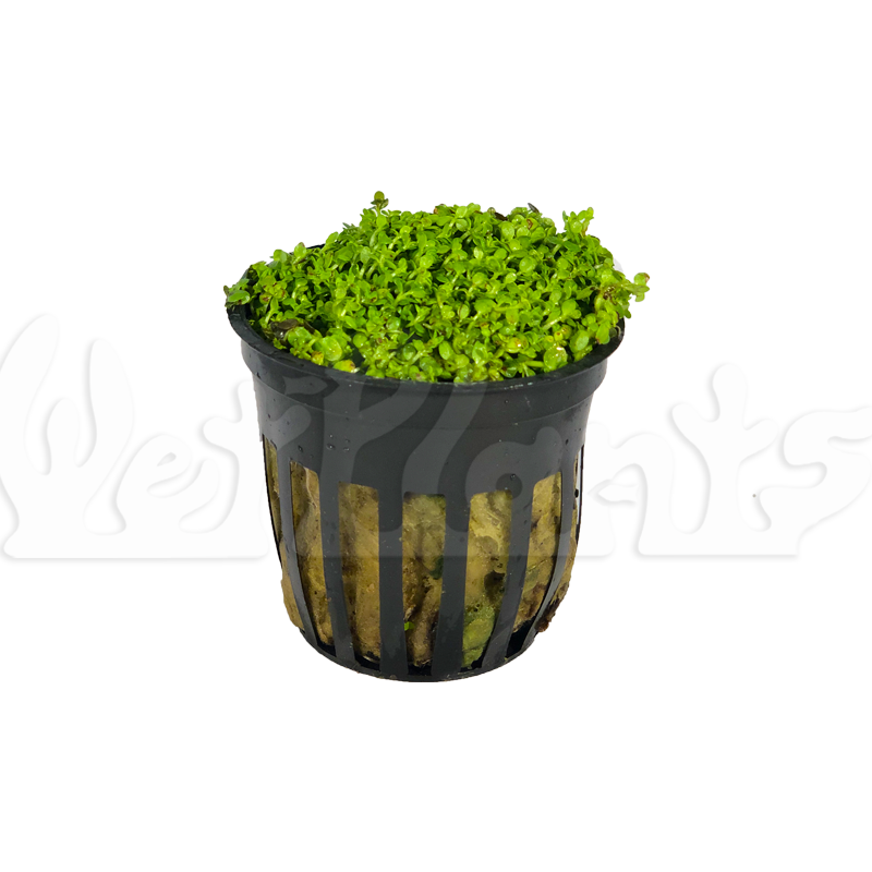 Dwarf Baby Teardrop Aquatic Potted Plant