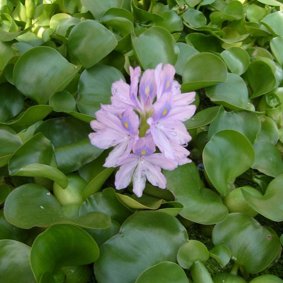 Water Hyacinth Floating Pond Plant