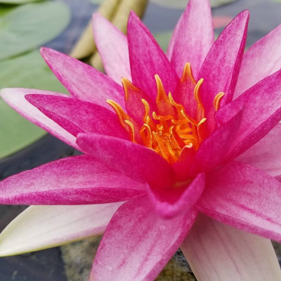 flammea red hardy water lily