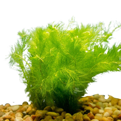 myrio green / foxtail aquarium plant