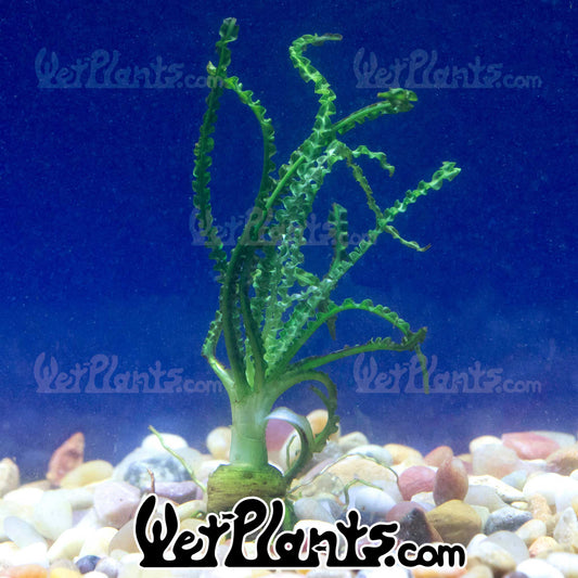 Onion Calamistratum