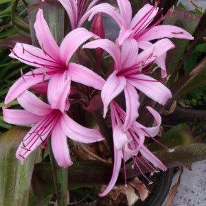 Red Leaf Bog Lily Pond Plant
